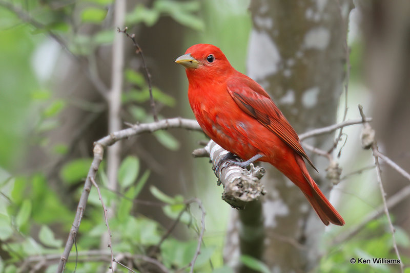 Summer Tanager male, South Padre Island, TX, 4-19-21_11321a.jpg