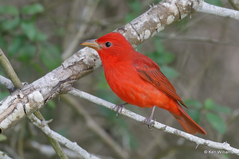 Summer Tanager male, South Padre Island, TX, 4-19-21_11545a.jpg