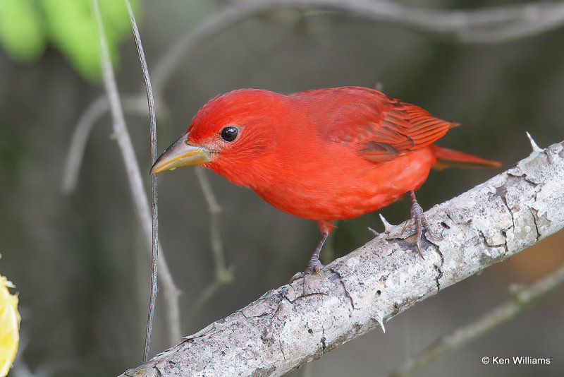 Summer Tanager male, South Padre Island, TX, 4-19-21_11553a.jpg
