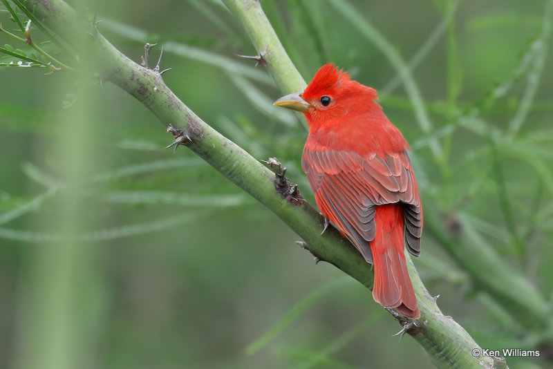 Summer Tanager male, South Padre Island, TX, 4-21-21_14811a.jpg