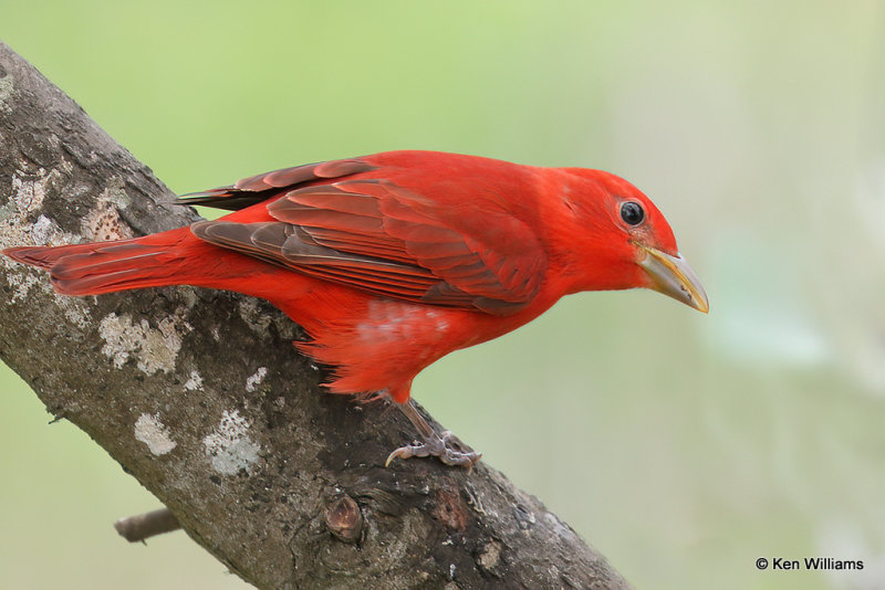 Summer Tanager male, South Padre Island, TX, 4-21-21_15575a.jpg