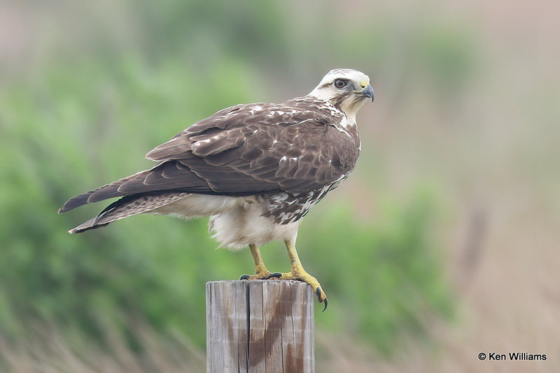 Swainson's Hawk juvenile, Port Aransas, TX, 4-28-21_20630a.jpg
