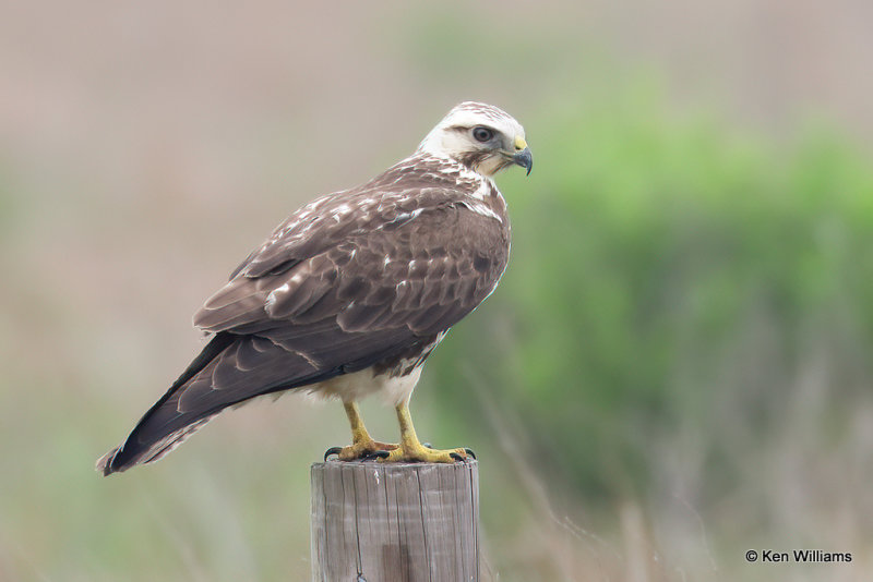 Swainson's Hawk juvenile, Port Aransas, TX, 4-28-21_20648a.jpg