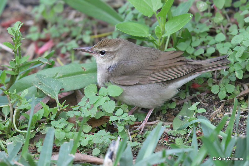 Swainson's Warbler, South Padre Island, TX, 4-18-21_09888a.jpg