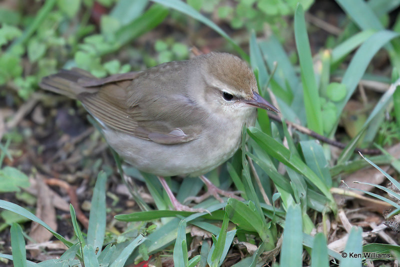 Swainson's Warbler, South Padre Island, TX, 4-18-21_09937a.jpg