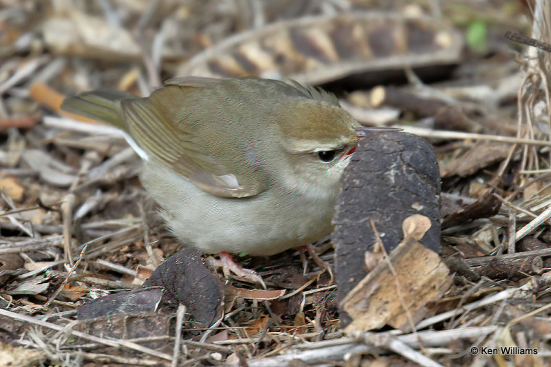 Swainson's Warbler, South Padre Island, TX, 4-18-21_09956a.jpg