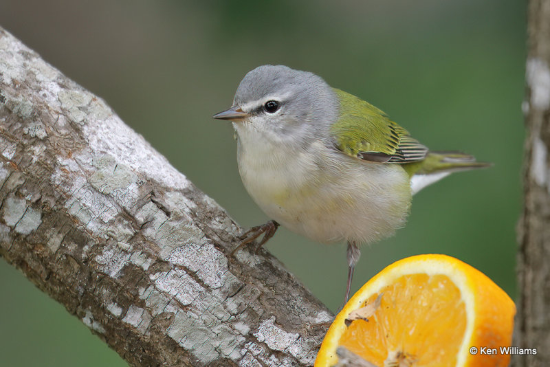 Tennessee Warbler, South Padre Island, TX, 4-21-21_14549a.jpg