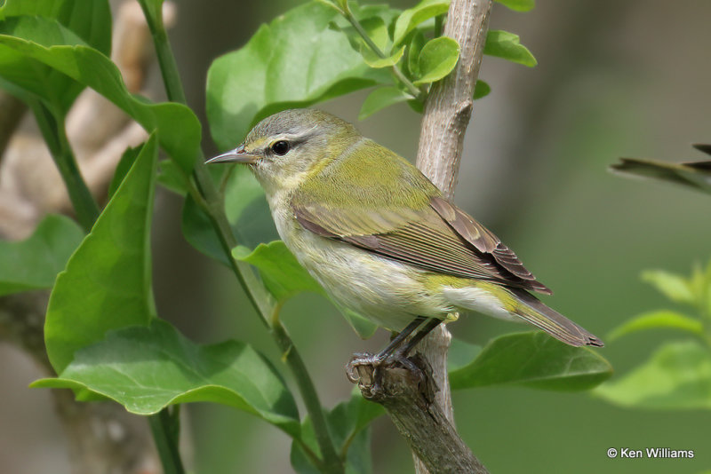 Tennessee Warbler, South Padre Island, TX, 4-21-21_15511a.jpg