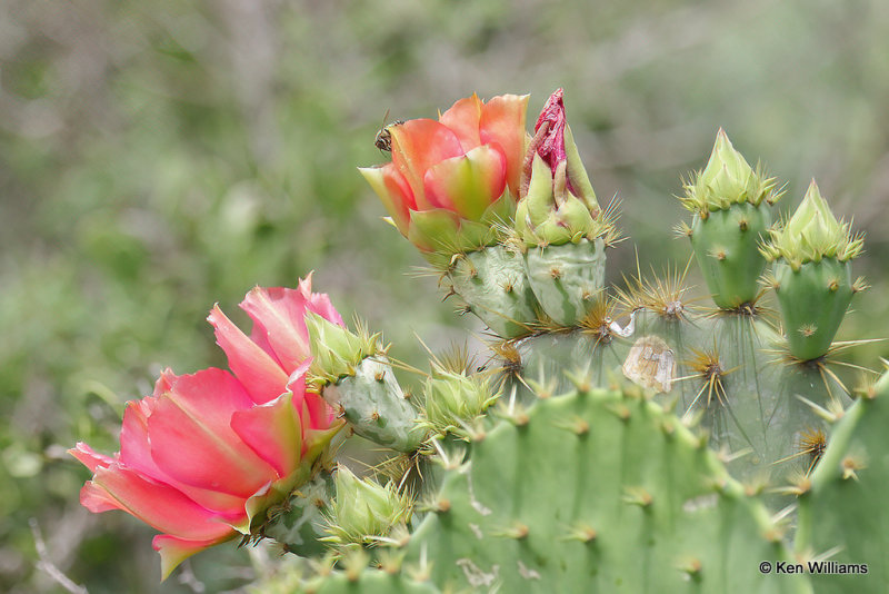 Texas Prickly Pear, Opuntia engelmanni, Old Port Isabella Road, TX, 4-18-21_10552aa.jpg