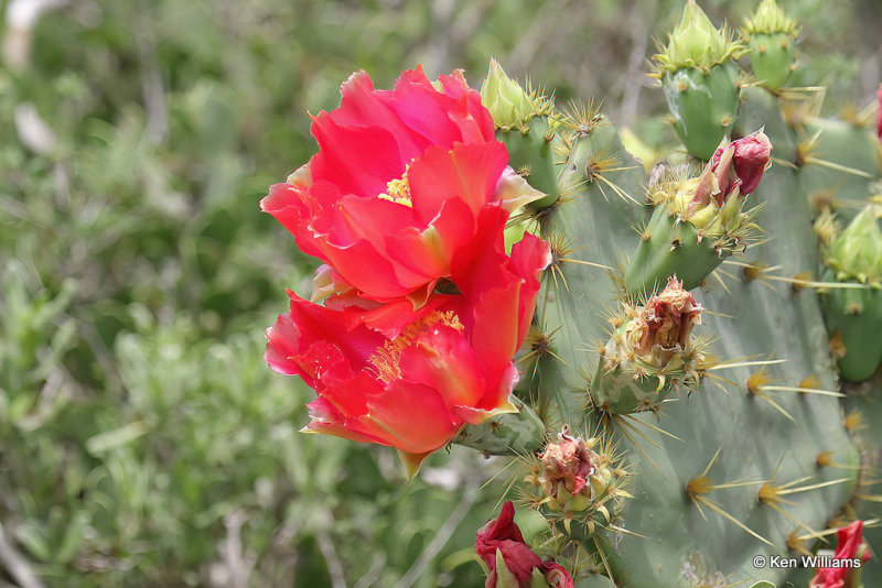 Texas Prickly Pear, Opuntia engelmanni, Old Port Isabella Road, TX, 4-18-21_10573a.jpg