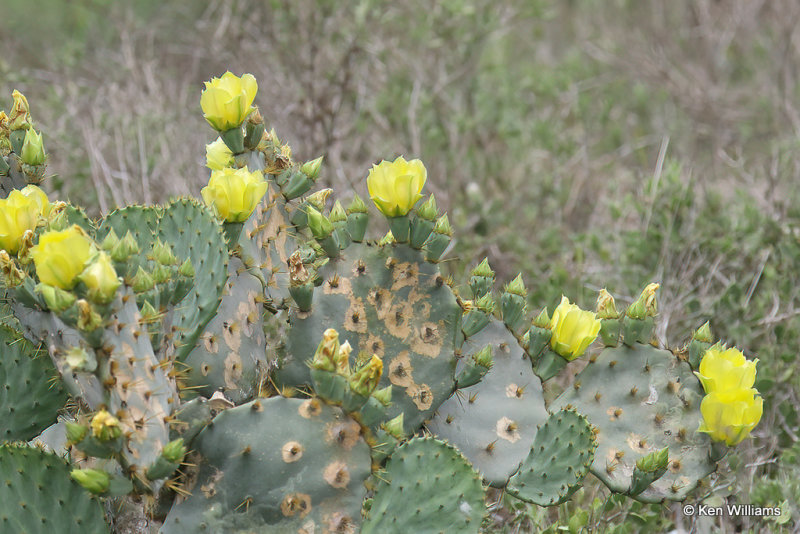 Texas Prickly Pear, Opuntia engelmanni, Old Port Isabella Road, TX, 4-18-21_10584a.jpg