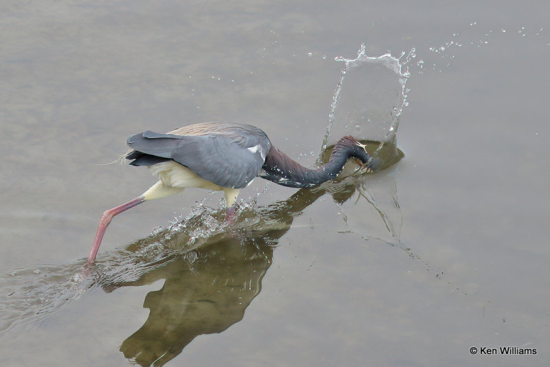 Tricolored Heron, South Padre Island, TX, 4-23-21_17044a.jpg