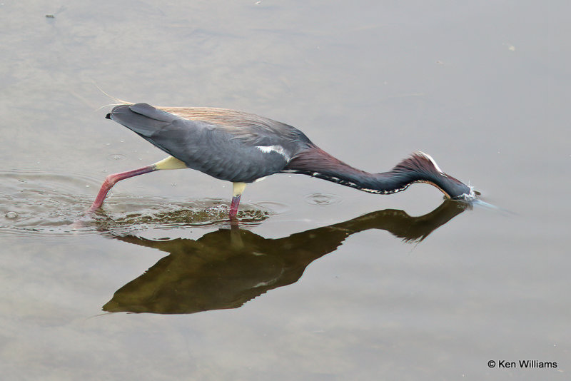 Tricolored Heron, South Padre Island, TX, 4-23-21_17052a.jpg