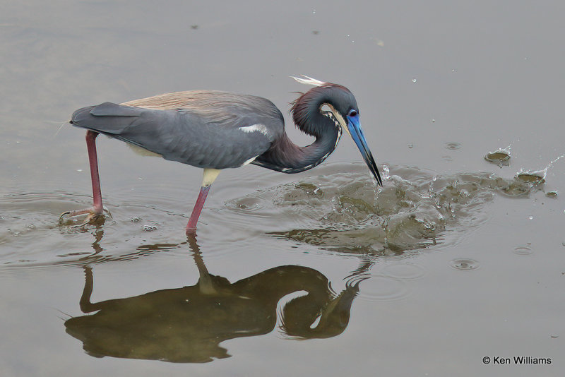 Tricolored Heron, South Padre Island, TX, 4-23-21_17054a.jpg