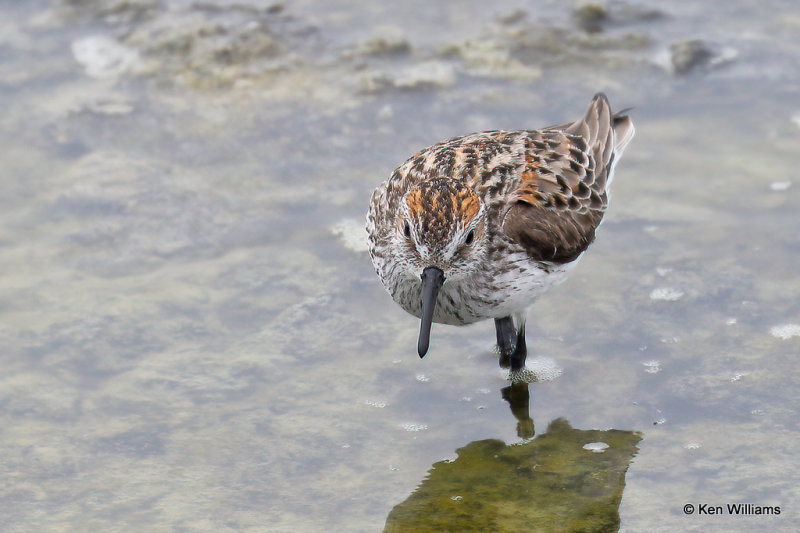 Western Sandpiper breeding plumage, Port Aransas, TX, 4-27-21_19545a.jpg