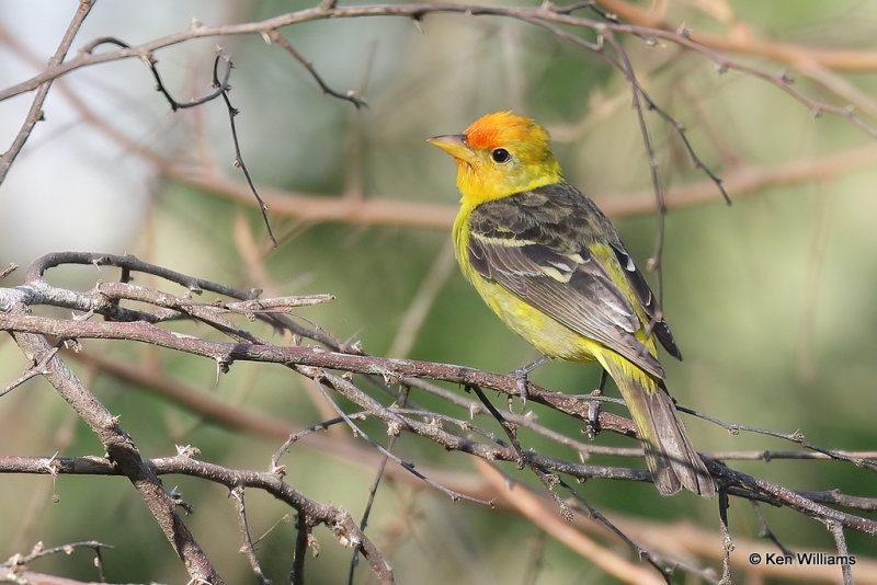 Western Tanager nonbreeding male, South Padre Island, TX, 4-20-21_13156a.jpg