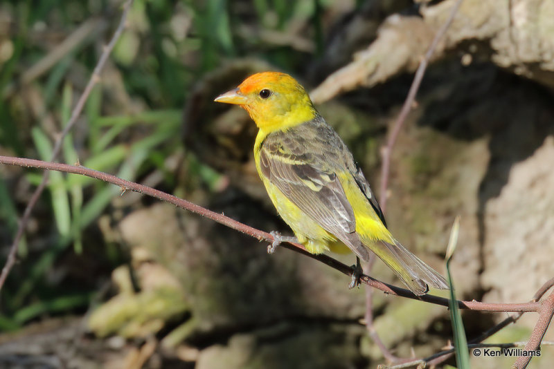 Western Tanager nonbreeding male, South Padre Island, TX, 4-20-21_13256a.jpg