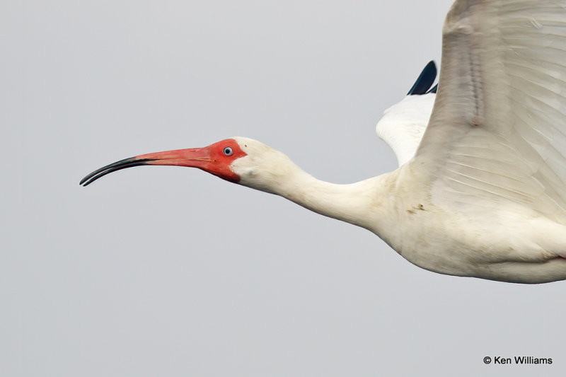 White Ibis, Port Aransas, TX, 4-28-21_20359a.jpg