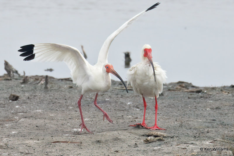 White Ibis, Port Aransas, TX, 4-28-21_20493a.jpg