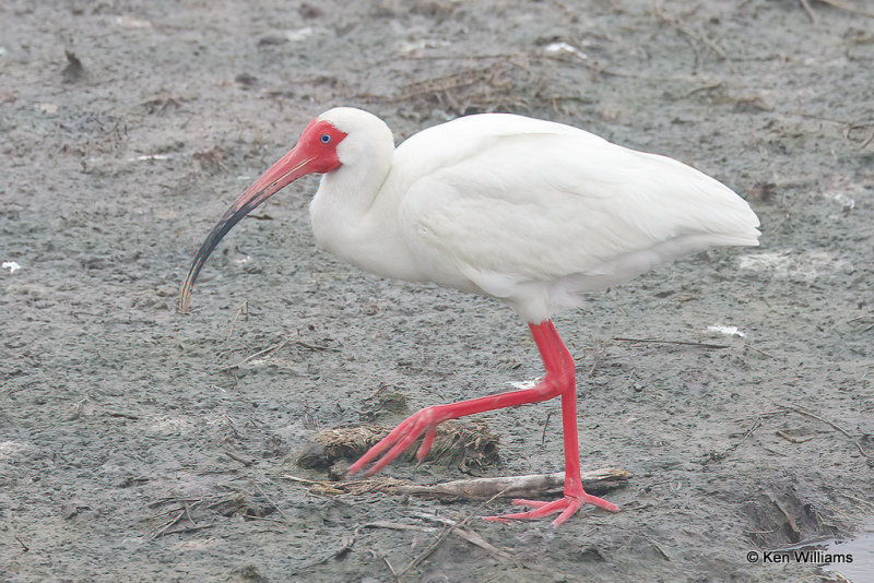 White Ibis, Port Aransas, TX, 4-28-21_20587a.jpg