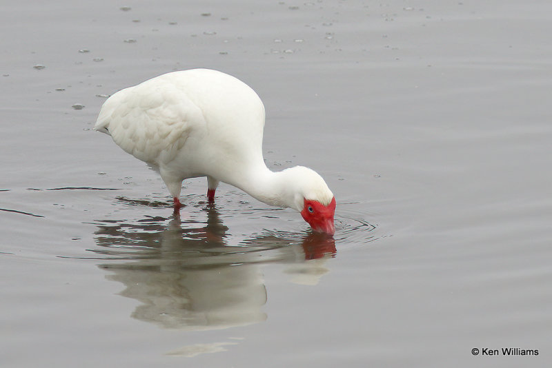 White Ibis, South Padre Island, TX, 4-23-21_17021a.jpg