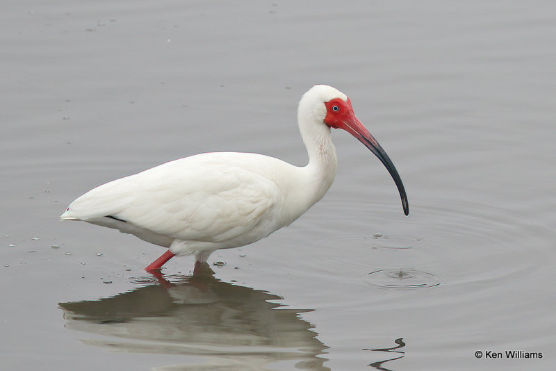 White Ibis, South Padre Island, TX, 4-23-21_17028a.jpg
