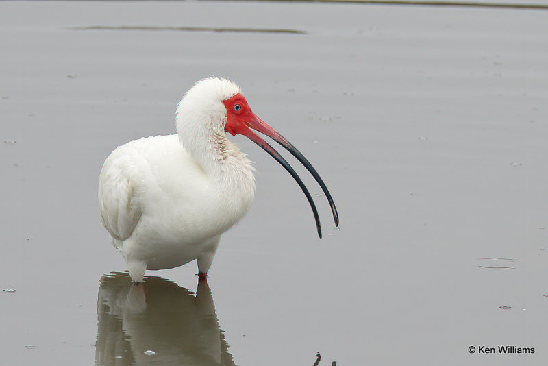 White Ibis, South Padre Island, TX, 4-23-21_17057a.jpg
