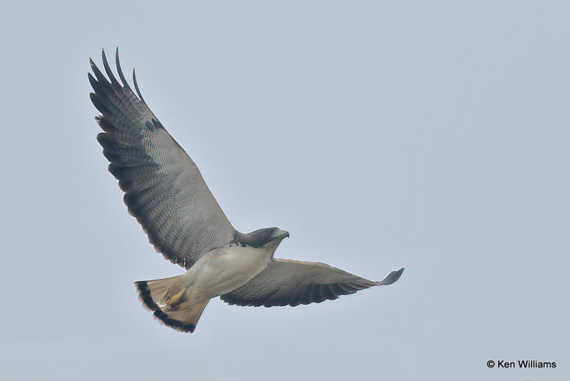 White-tailed Hawk, Galveston, TX, 4-27-21_19281a.jpg