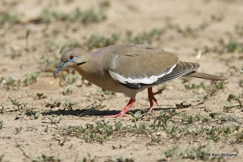 White-winged Dove, Estero Llano Grande SP, TX, 4-24-21_18203a.jpg