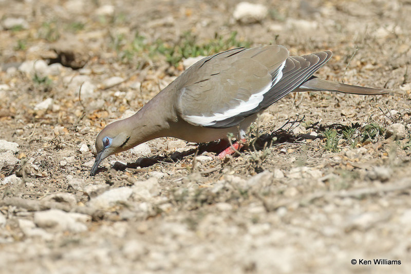White-winged Dove, Estero Llano Grande SP, TX, 4-24-21_18212a.jpg