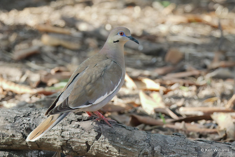 White-winged Dove, Estero Llano Grande SP, TX, 4-25-21_18642a.jpg