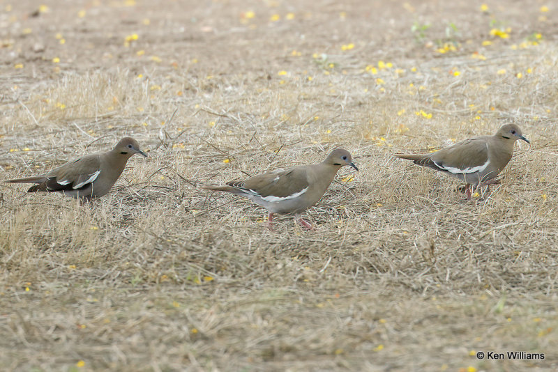 White-winged Doves, Estero Llano Grande SP, TX, 4-18-21_10532a.jpg