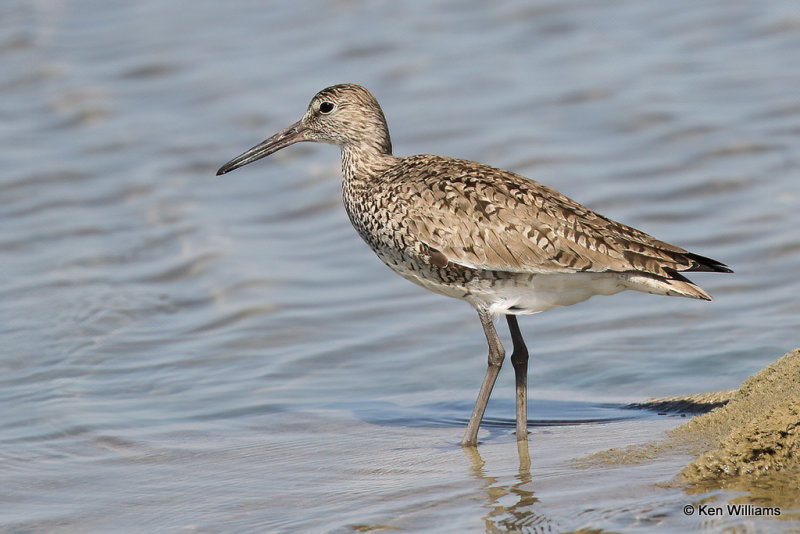 Willet, Eastern subspecies, South Padre Island, TX, 4-20-21_13394a.jpg
