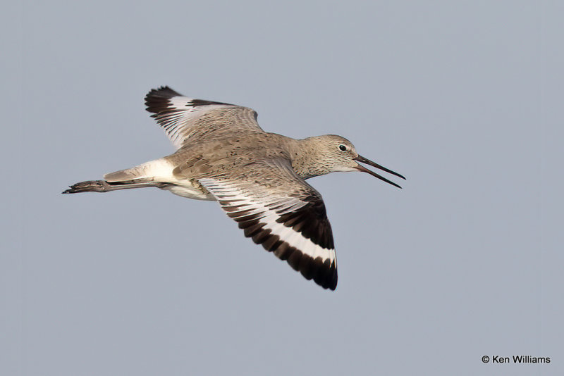 Willet, South Padre Island, TX, 4-20-21_14072a.jpg