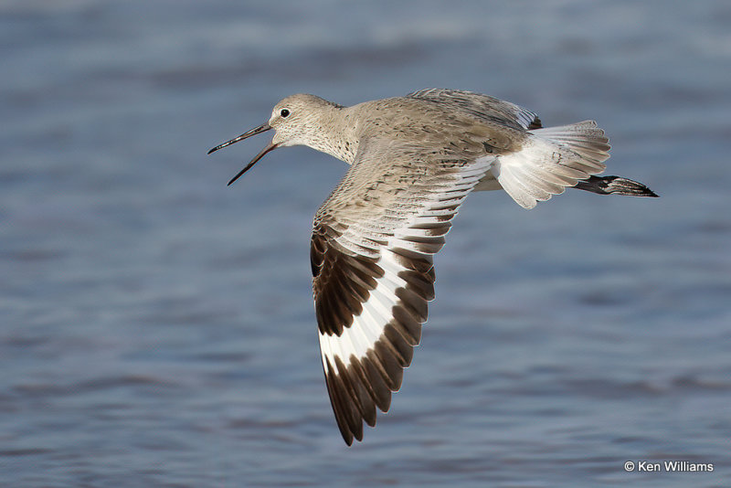 Willet, South Padre Island, TX, 4-20-21_14080a.jpg