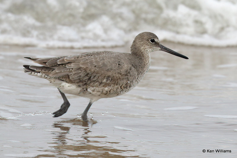 Willet, South Padre Island, TX, 4-22-21_16495a.jpg