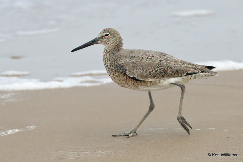 Willet, South Padre Island, TX, 4-22-21_16705a.jpg
