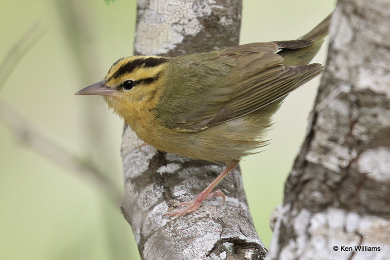 Worm-eating Warbler, South Padre Island, TX, 4-21-21_15558a.jpg