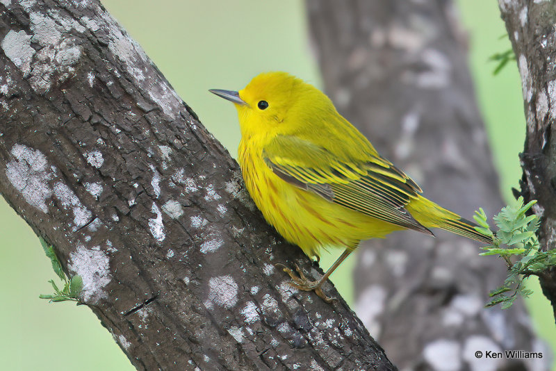 Yellow Warbler male, South Padre Island, TX, 4-21-21_14744a.jpg