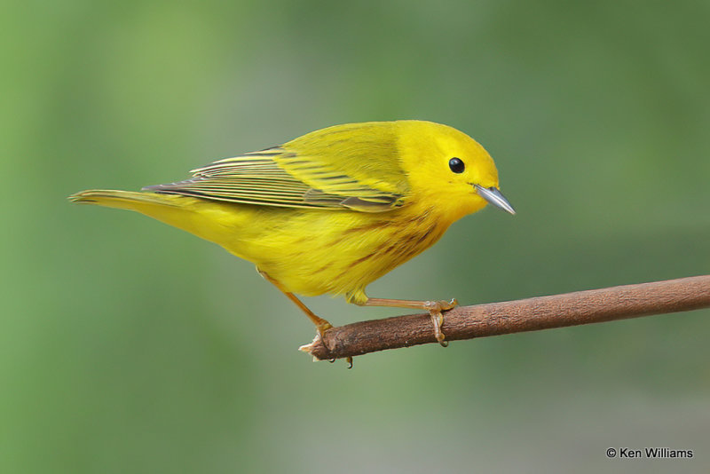 Yellow Warbler male, South Padre Island, TX, 4-21-21_14761a.jpg