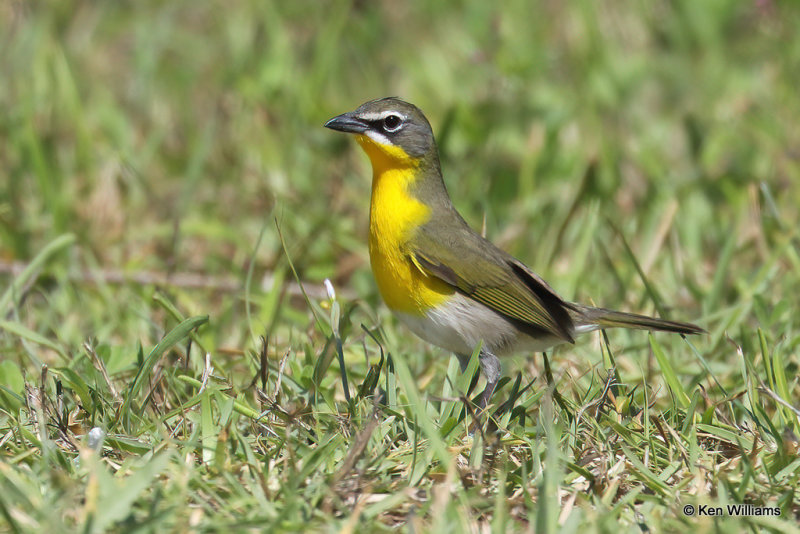 Yellow-breasted Chat, South Padre Island, TX, 4-20-21_13456a.jpg