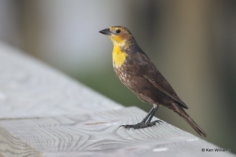 Yellow-headed Blackbird female, Port Aransas, TX, 4-28-21_20318a.jpg