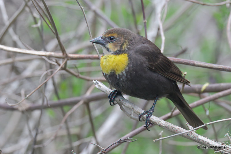 Yellow-headed Blackbird female, South Padre Island, TX, 4-19-21_12355a.jpg