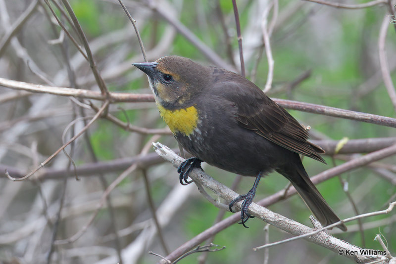 Yellow-headed Blackbird female, South Padre Island, TX, 4-19-21_12361a.jpg
