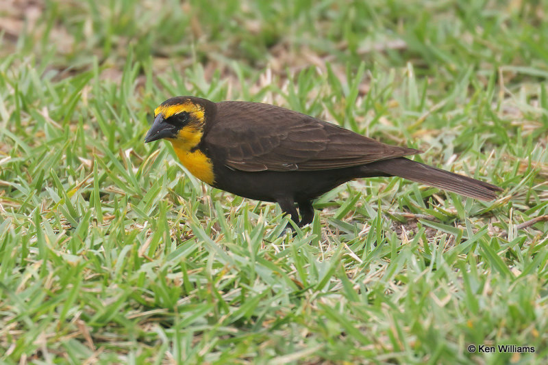 Yellow-headed Blackbird female, South Padre Island, TX, 4-23-21_16835a.jpg