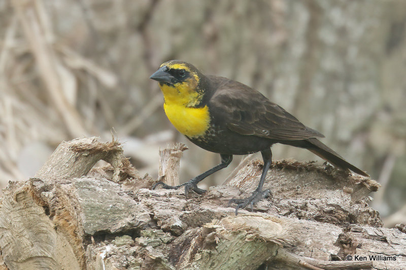 Yellow-headed Blackbird female, South Padre Island, TX, 4-23-21_16847a.jpg