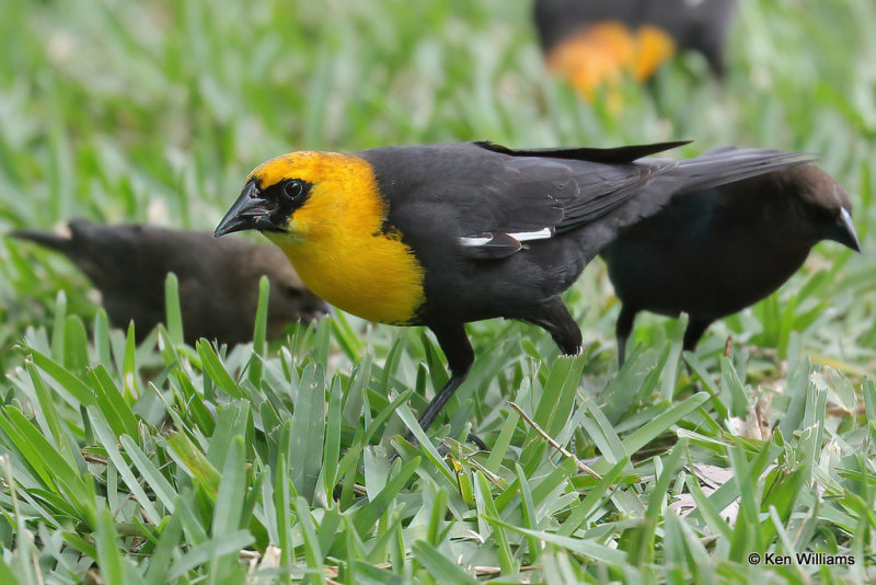Yellow-headed Blackbird male, South Padre Island, TX, 4-19-21_11497a.jpg