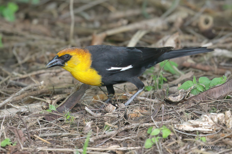 Yellow-headed Blackbird male, South Padre Island, TX, 4-19-21_11538a.jpg