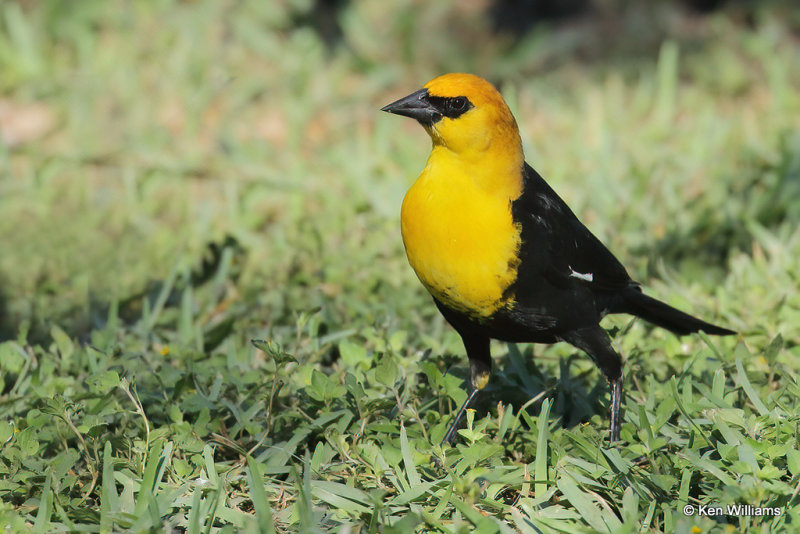 Yellow-headed Blackbird male, South Padre Island, TX, 4-20-21_13201a.jpg