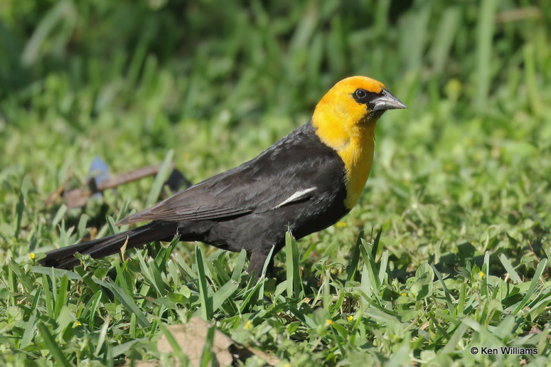 Yellow-headed Blackbird male, South Padre Island, TX, 4-20-21_13213a.jpg